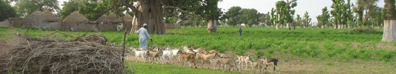 Le chef du village ramène le troupeau de chèvres